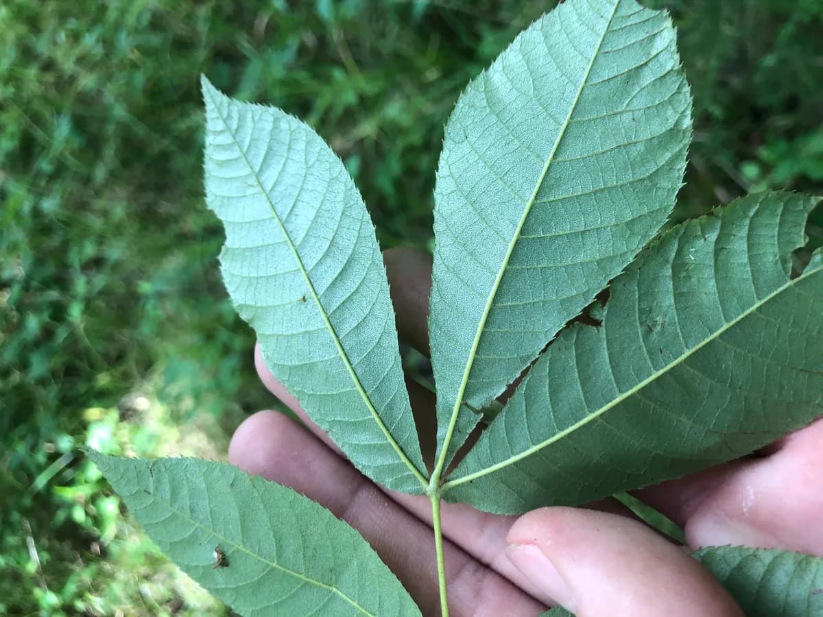 Nutmeg Hickory (Carya myristiciformis)