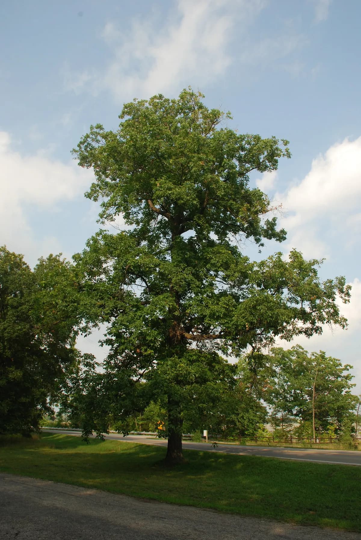 False Shagbark (Carya ovalis)