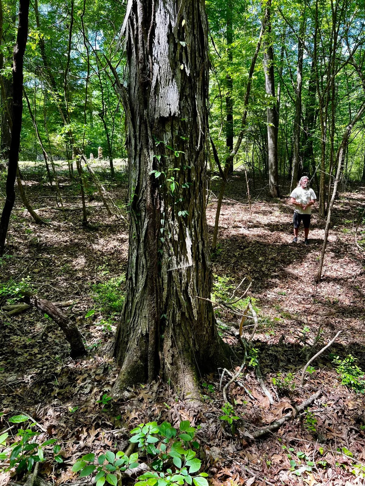 Shagbark Hickory (Carya ovata)