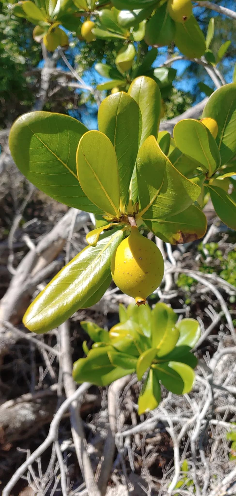 Sevenyear apple (Casasia clusiifolia)