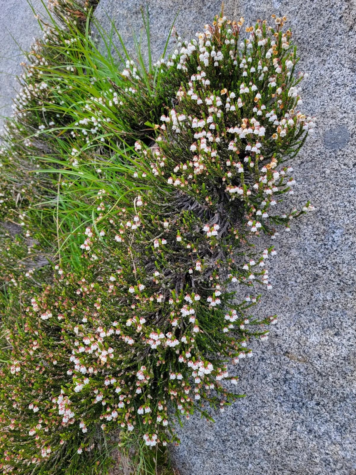 White heather (Cassiope mertensiana)