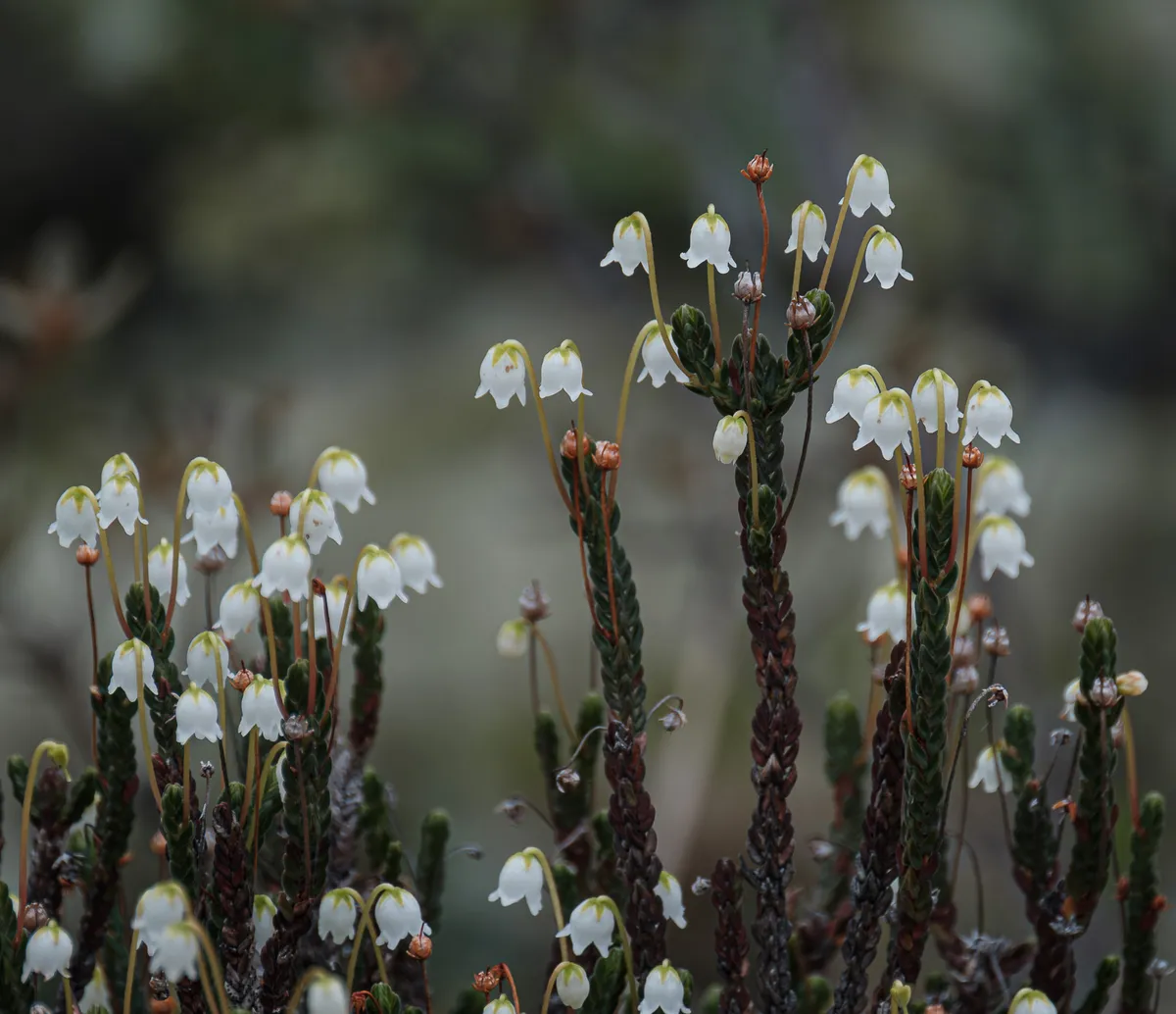 White Arctic Mountain Heather (Cassiope tetragona)