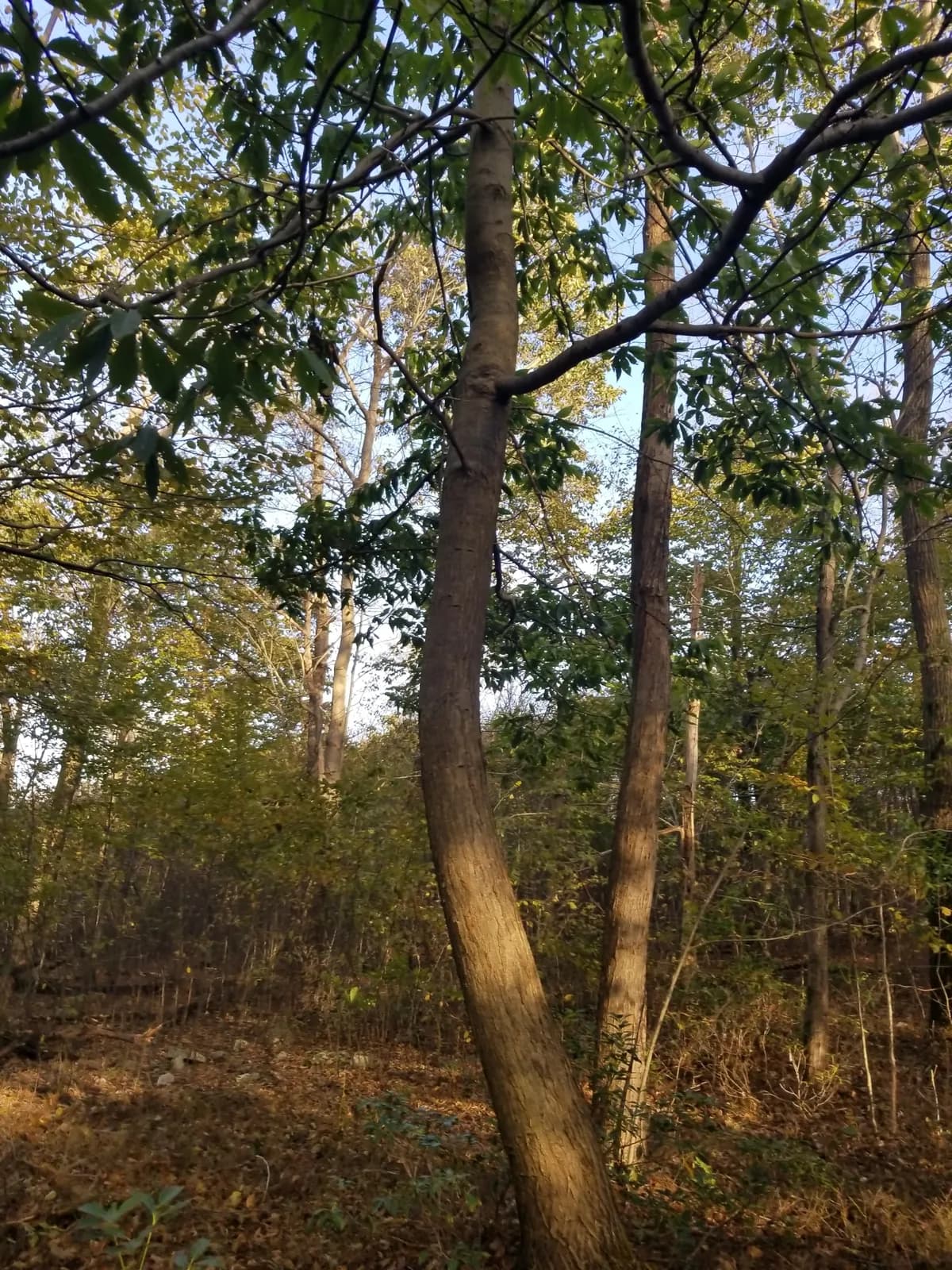 American Chestnut (Castanea dentata)