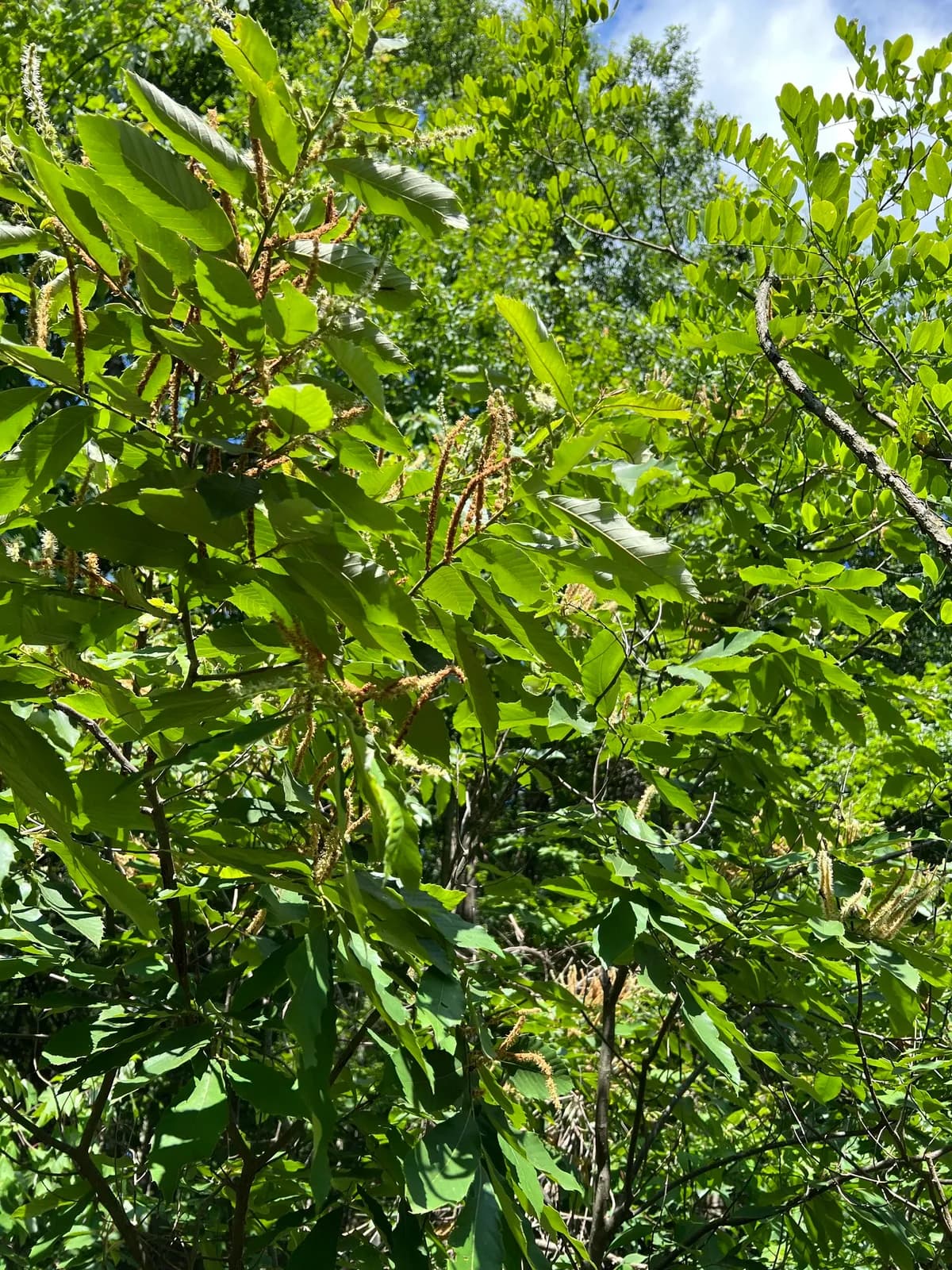 Chinkapin (Castanea pumila)