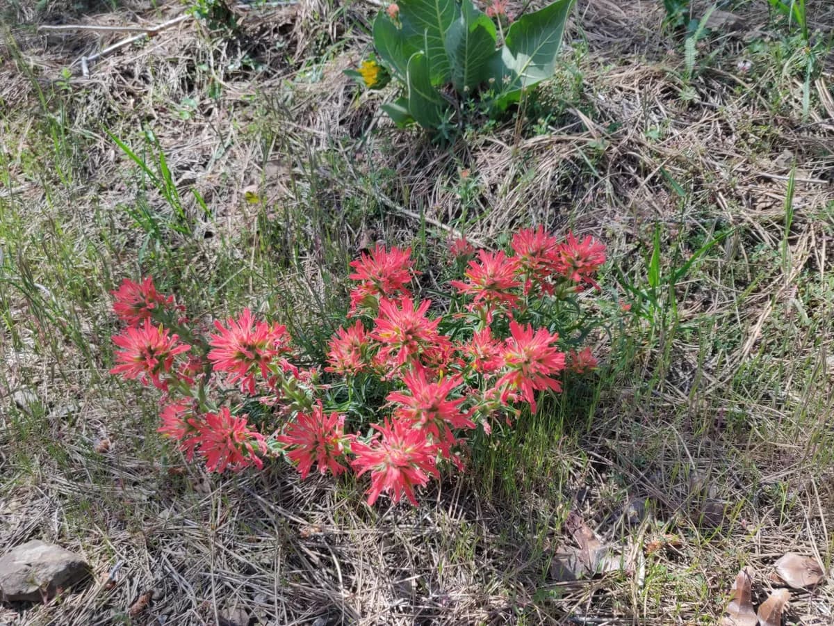 Coast indian paintbrush (Castilleja affinis)