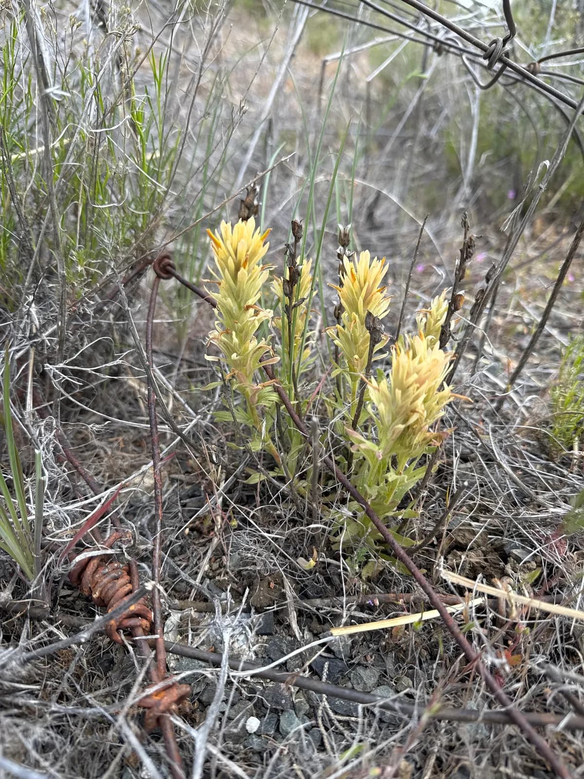 Wavy-leaf Paintbrush (Castilleja applegatei)
