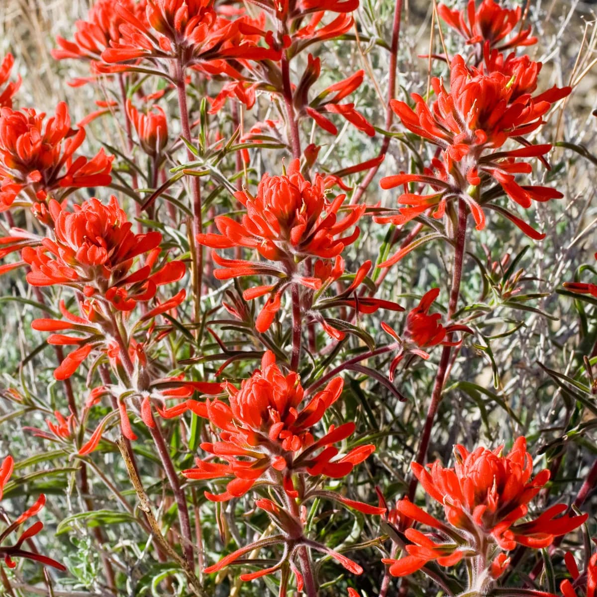 Desert Indian Paintbrush (Castilleja chromosa)