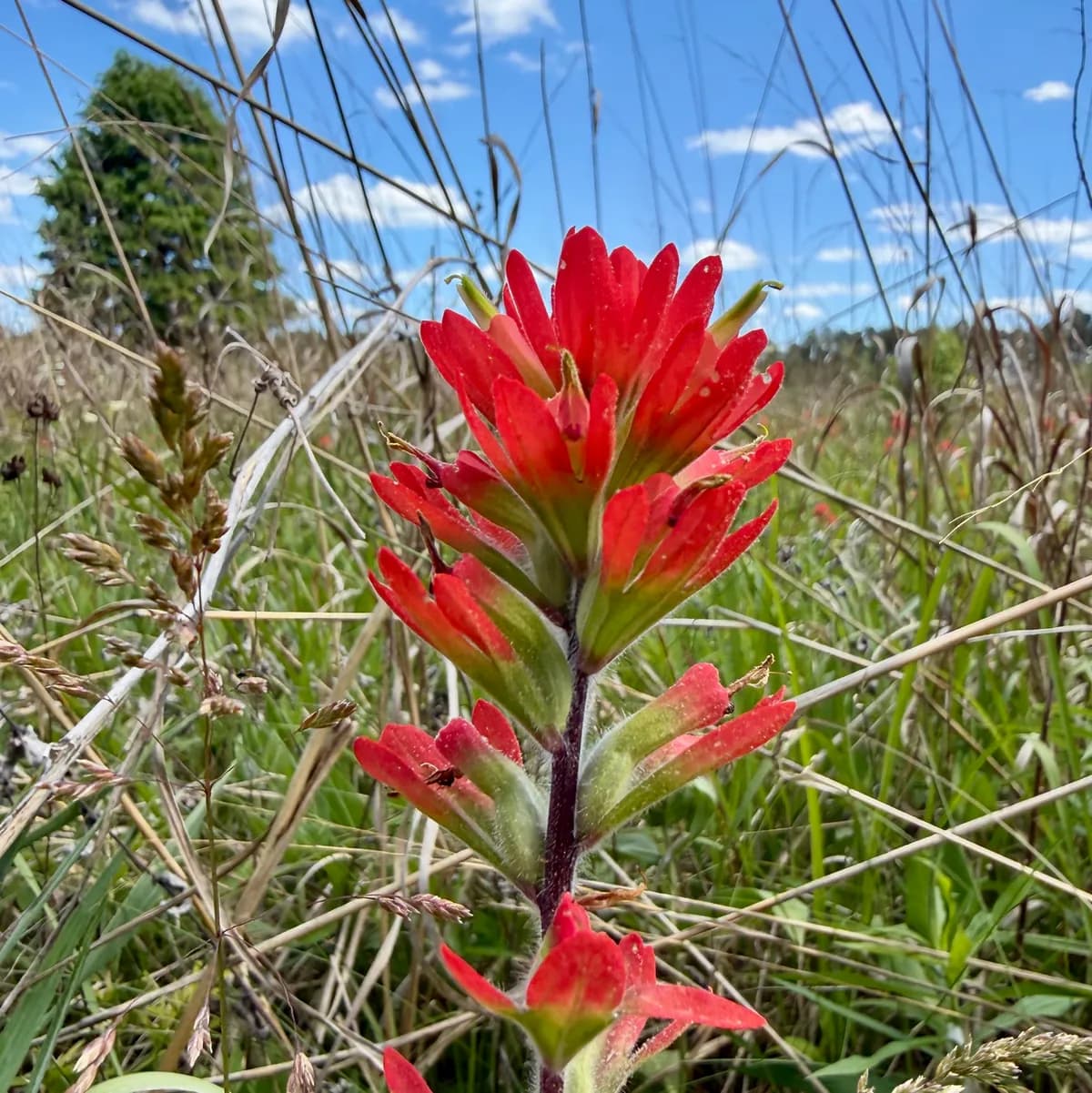 Scarlet Indian Paintbrush (Castilleja coccinea)