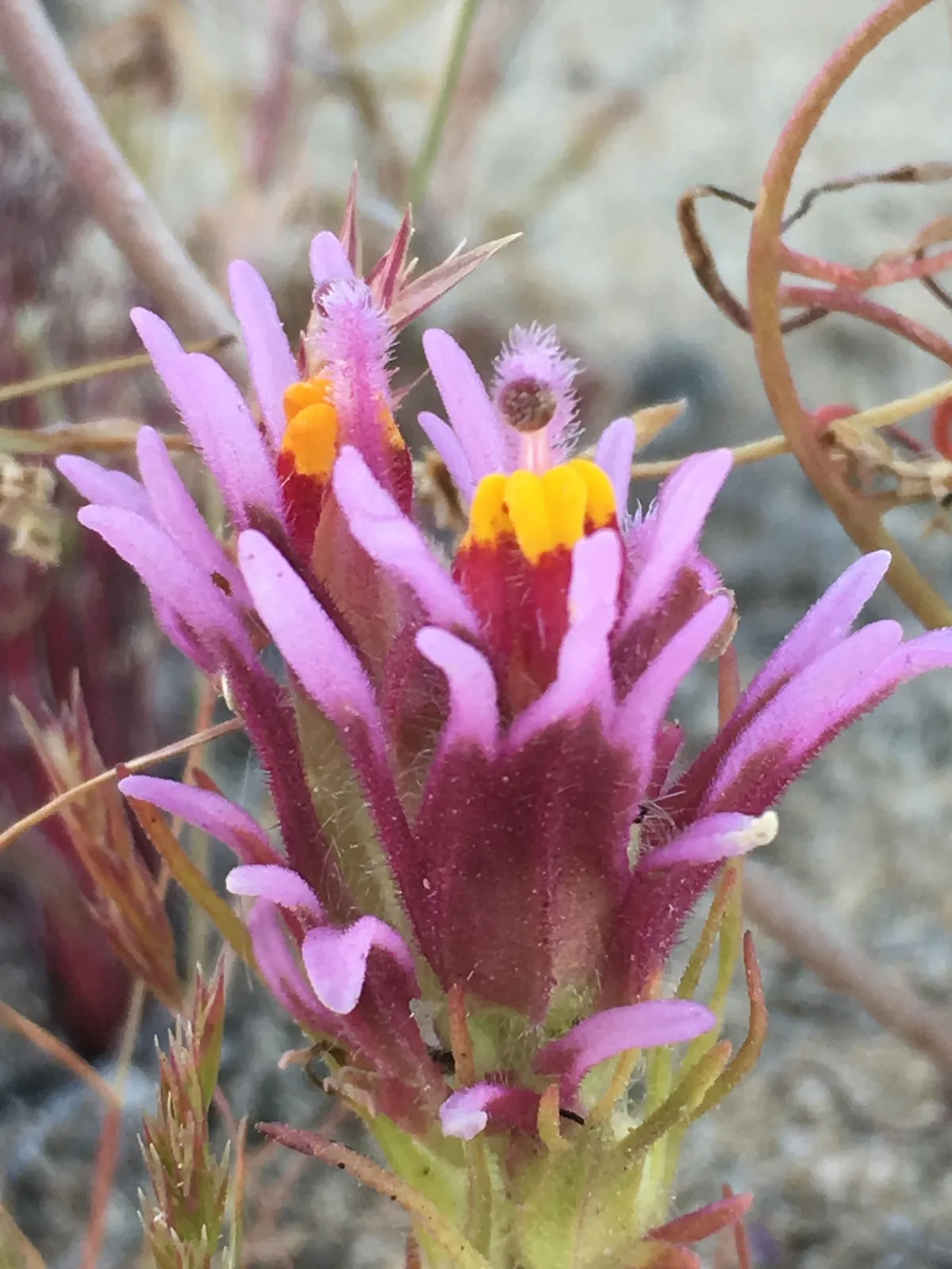 Purple owl's clover (Castilleja exserta)