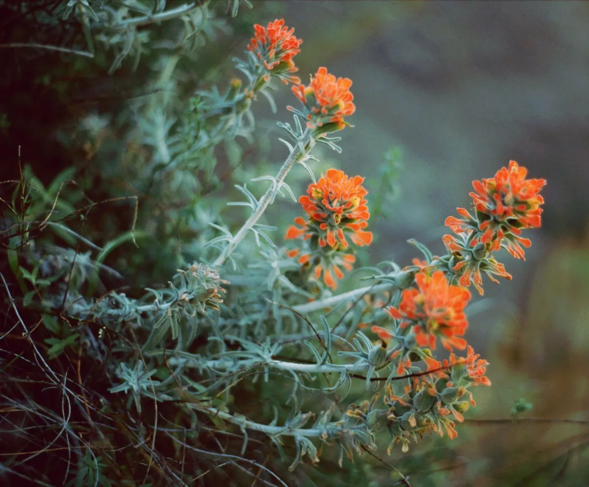 Woolly indian paintbrush (Castilleja foliolosa)