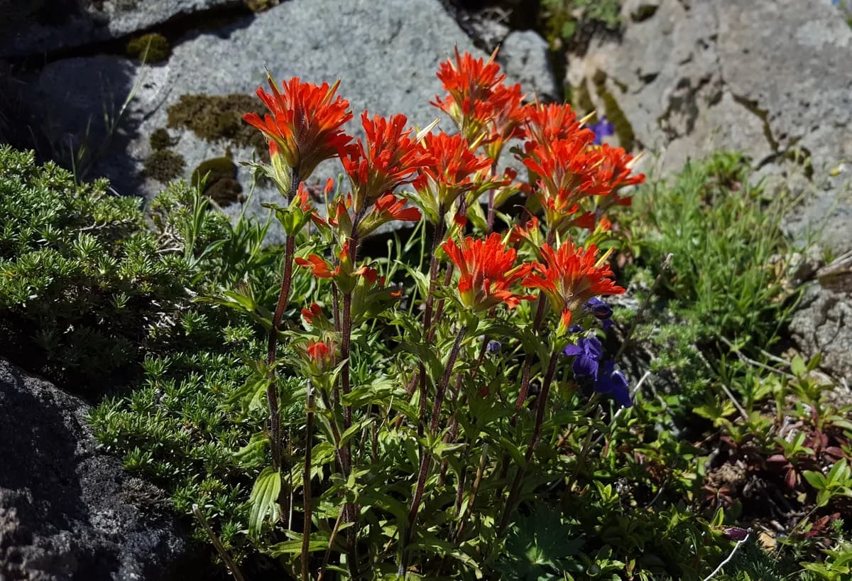 Harsh Paintbrush (Castilleja hispida)
