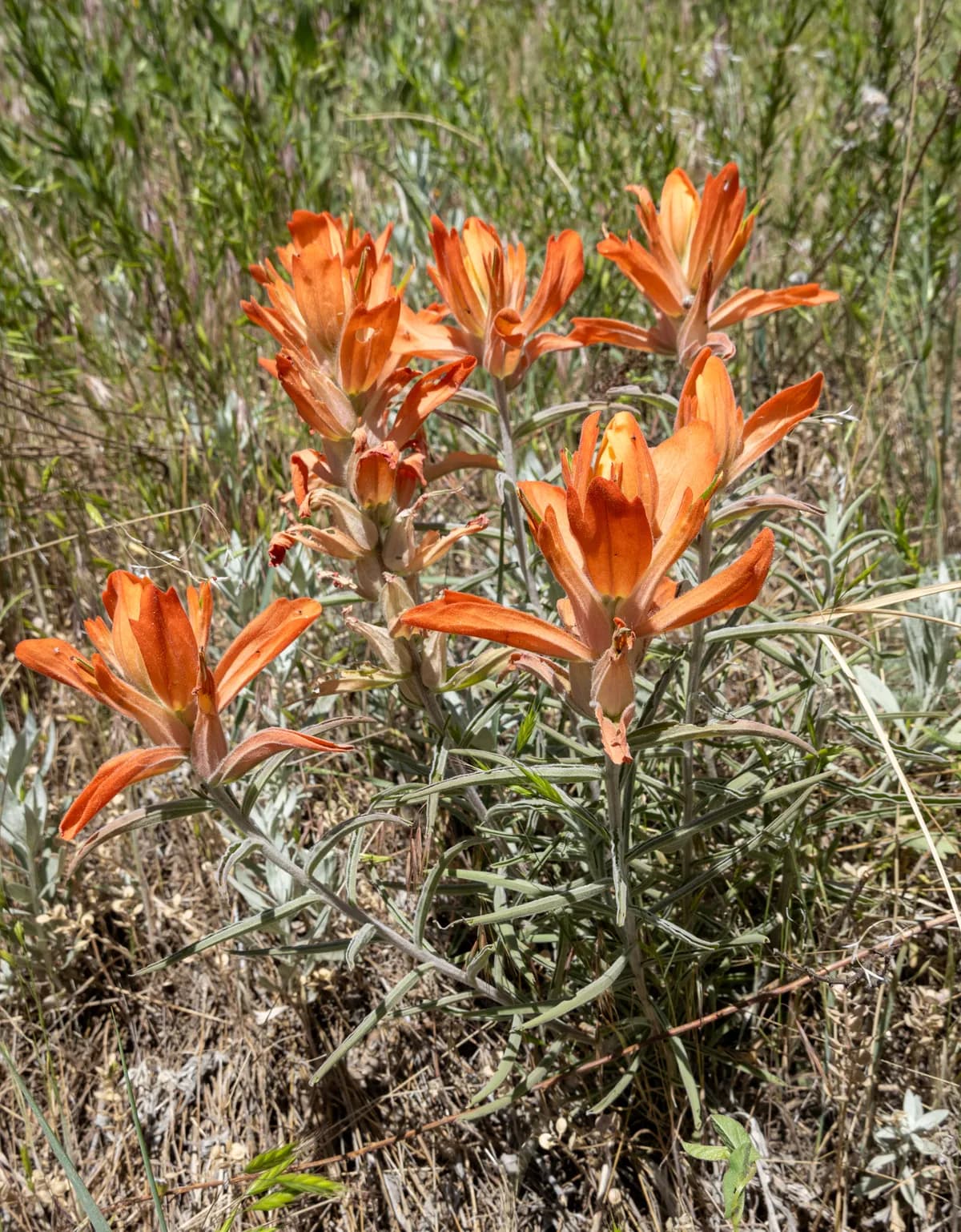 Wholeleaf indian paintbrush (Castilleja integra)