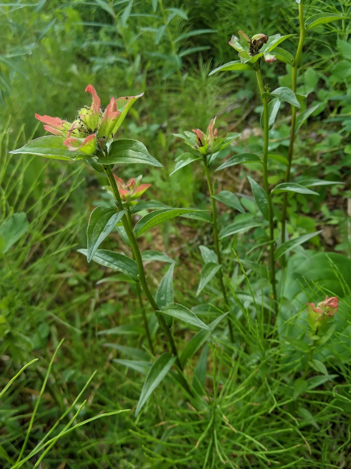 Scarlet Paintbrush (Castilleja miniata)