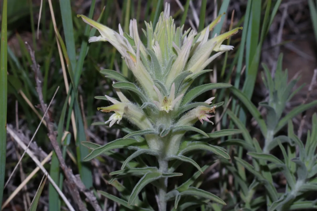 Downy Paintbrush (Castilleja sessiliflora)