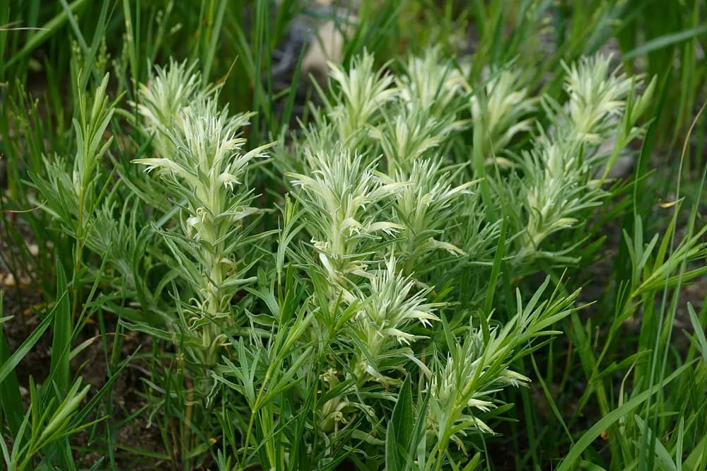 Downy Paintbrush (Castilleja sessiliflora)