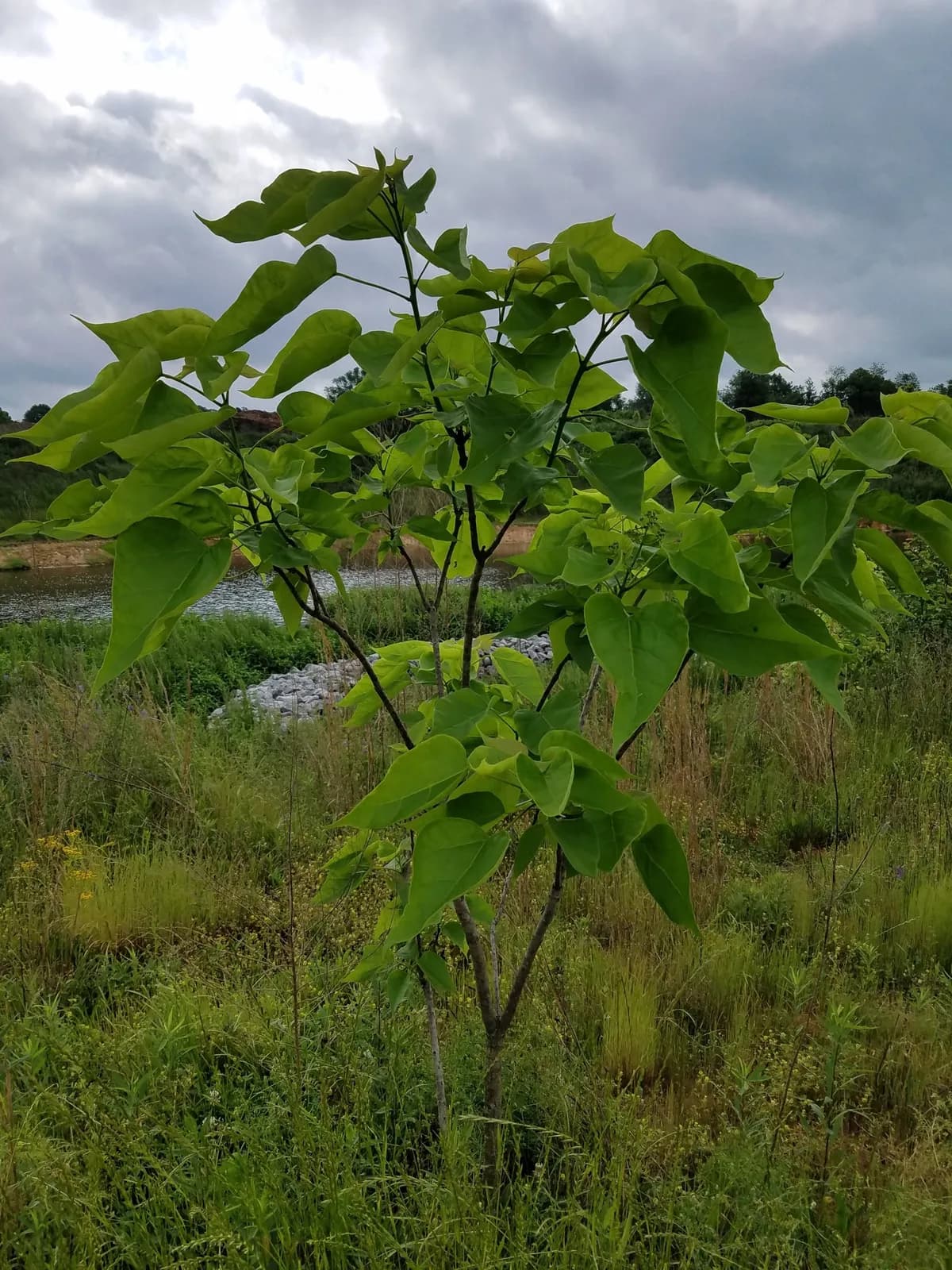 Indian-bean (Catalpa bignonioides)
