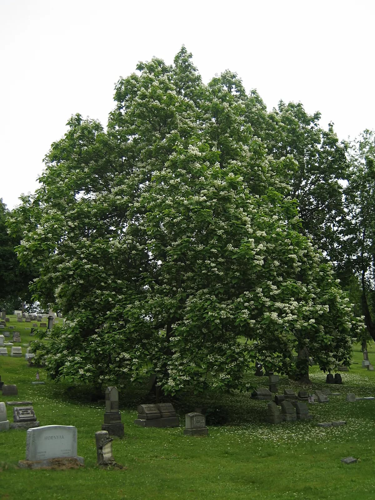 Northern Catalpa (Catalpa speciosa)