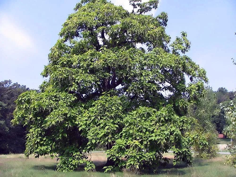 Northern Catalpa (Catalpa speciosa)