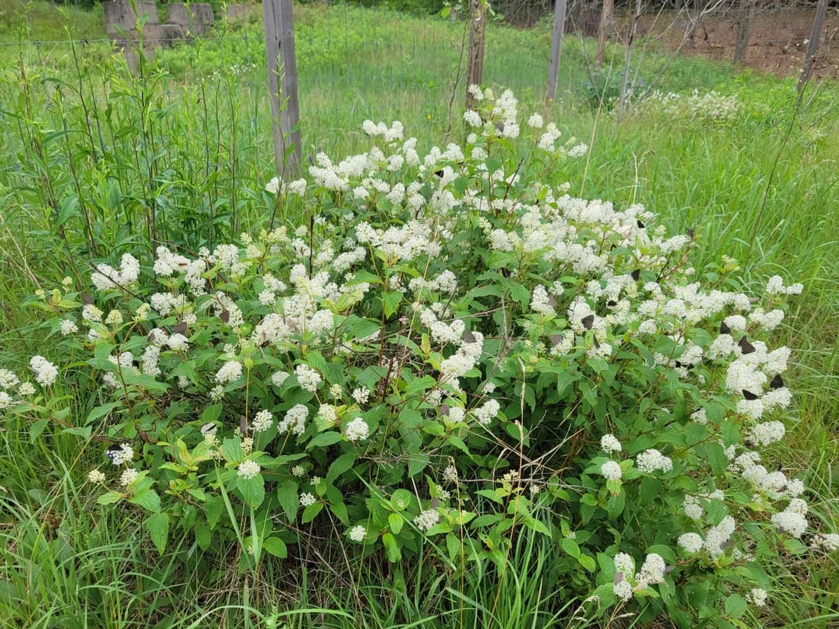 New Jersey-tea (Ceanothus americanus)