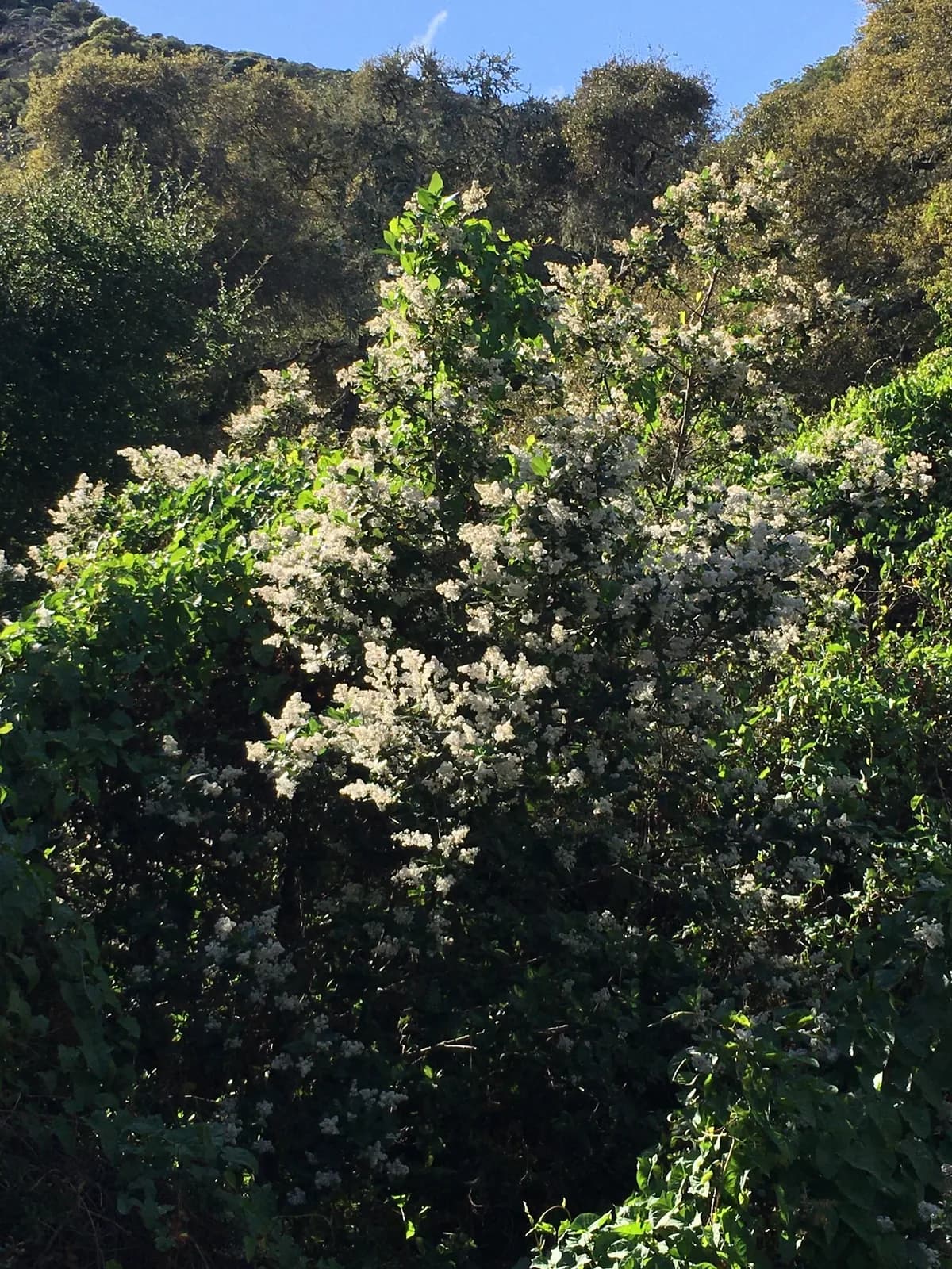 Catalina mountain-lilac (Ceanothus arboreus)