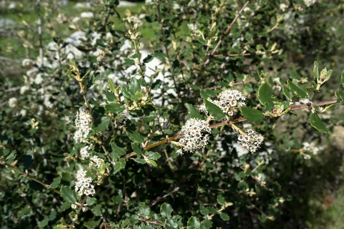 Hoary-leaf ceanothus (Ceanothus crassifolius)