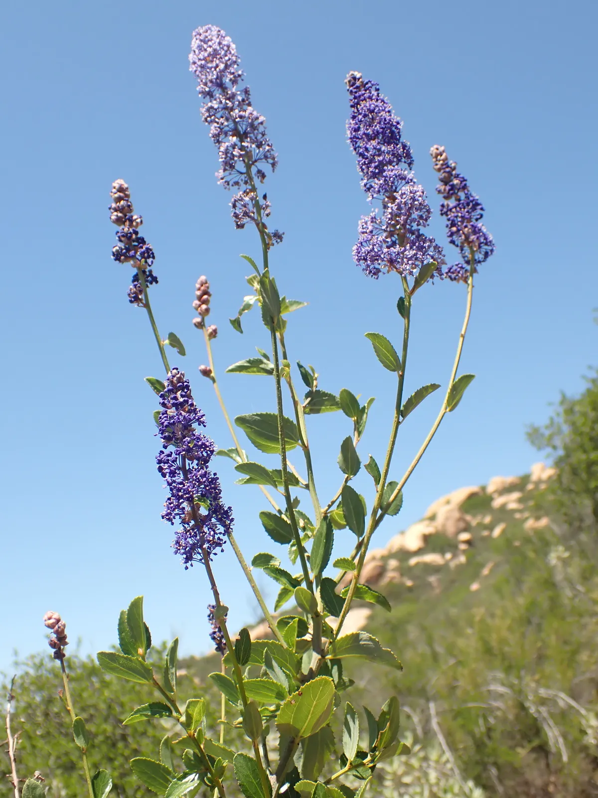 Lakeside ceanothus (Ceanothus cyaneus)