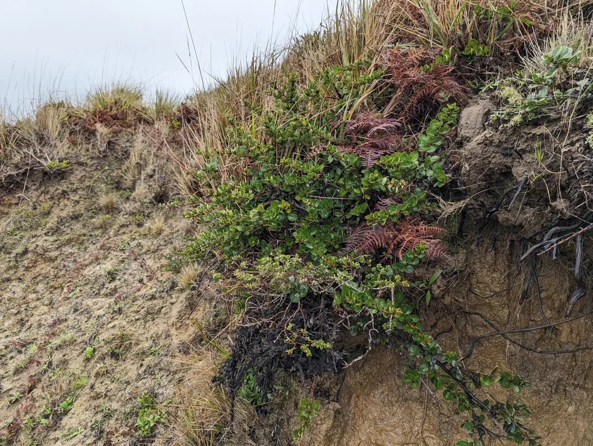 Point Reyes ceanothus (Ceanothus gloriosus)