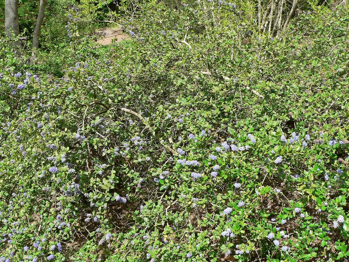 Carmel ceanothus (Ceanothus griseus)