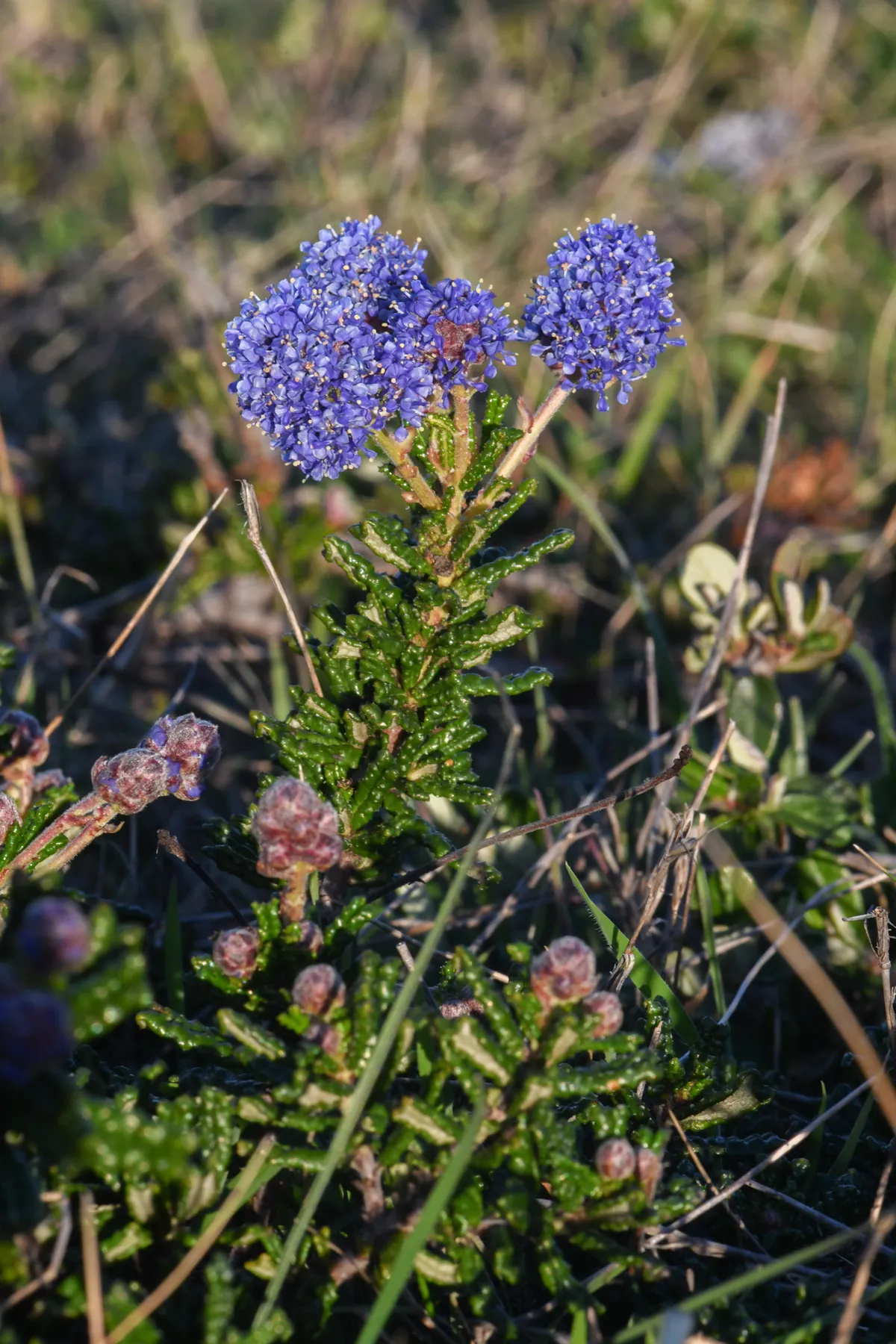 Hearst's ceanothus (Ceanothus hearstiorum)