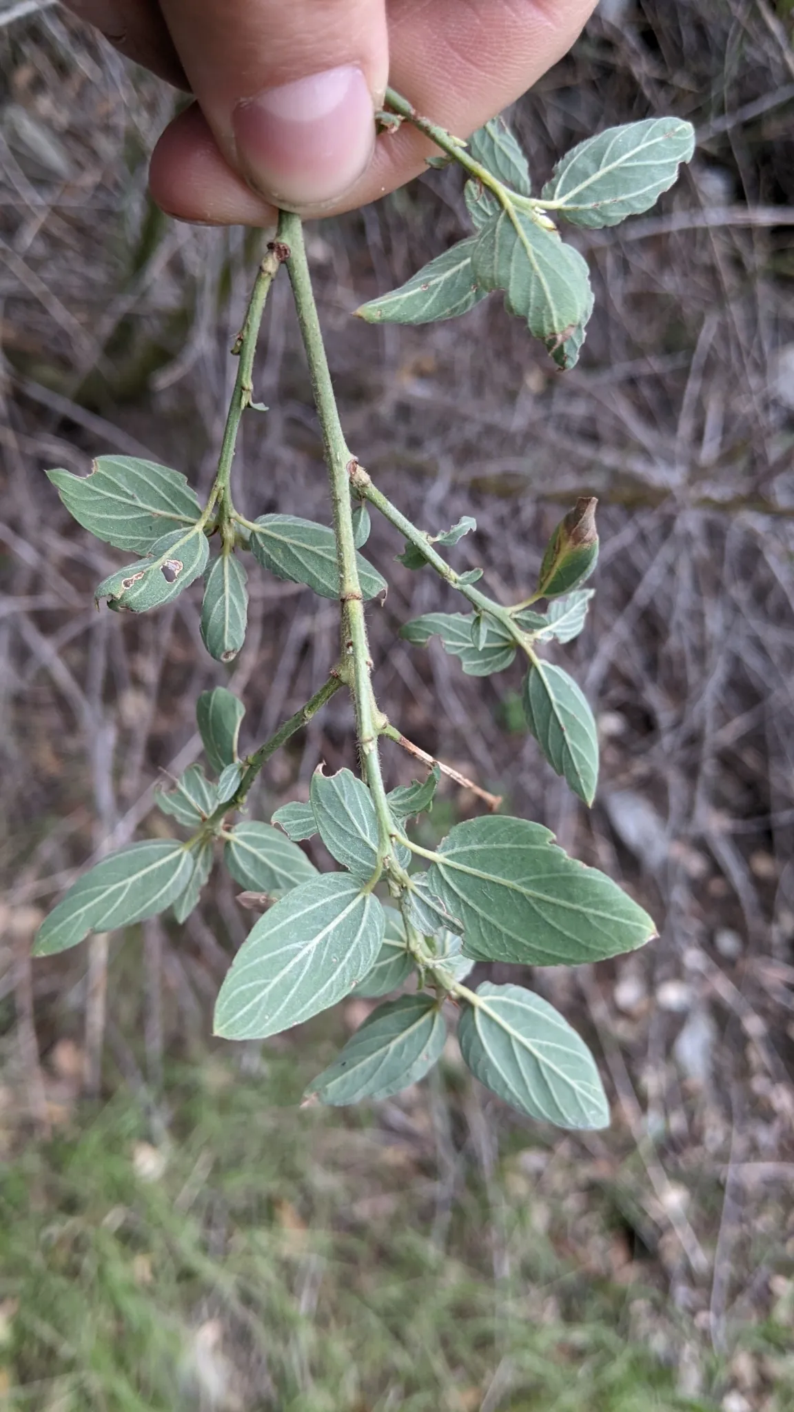 Deerbrush Ceanothus (Ceanothus integerrimus)