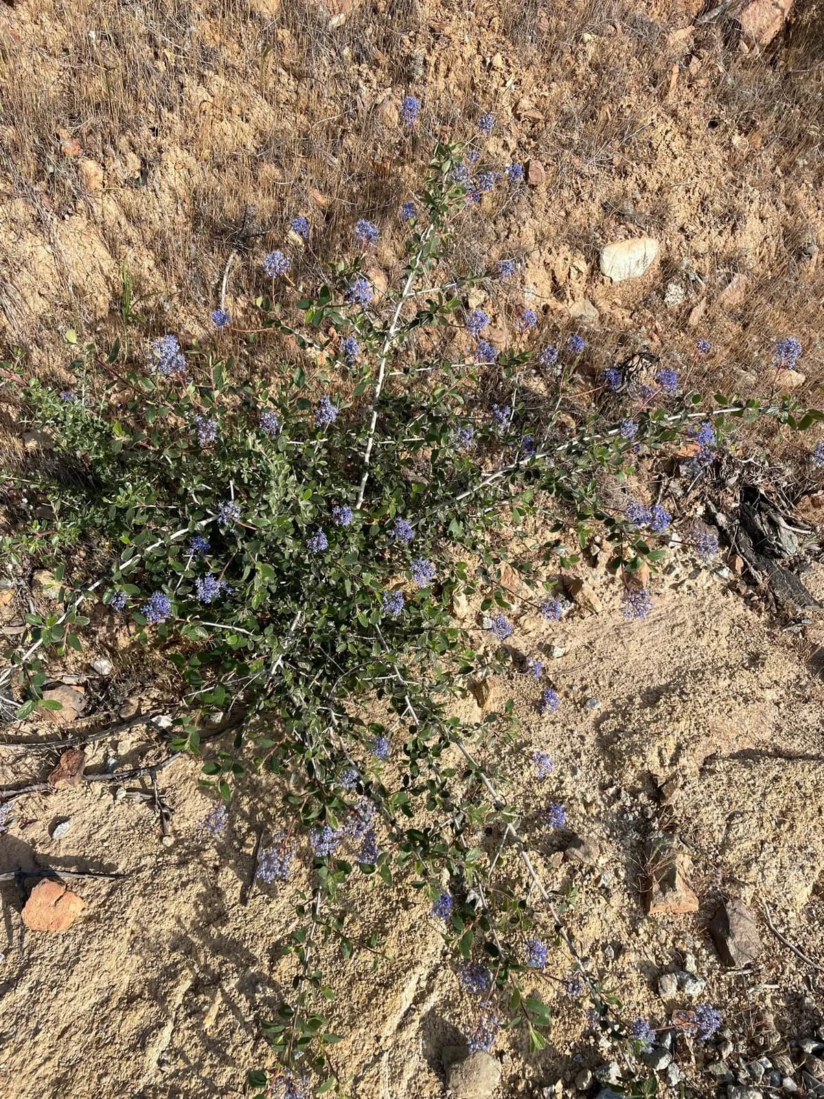 Lemmon's ceanothus (Ceanothus lemmonii)