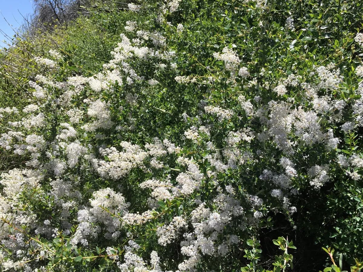 Chaparral whitethorn (Ceanothus leucodermis)