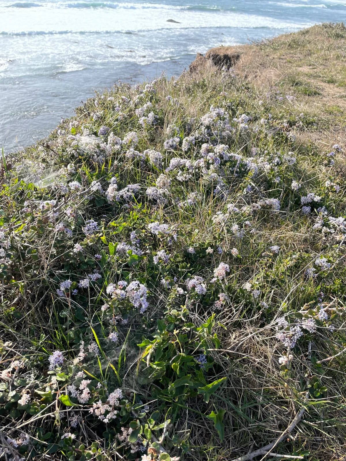 Maritime ceanothus (Ceanothus maritimus)