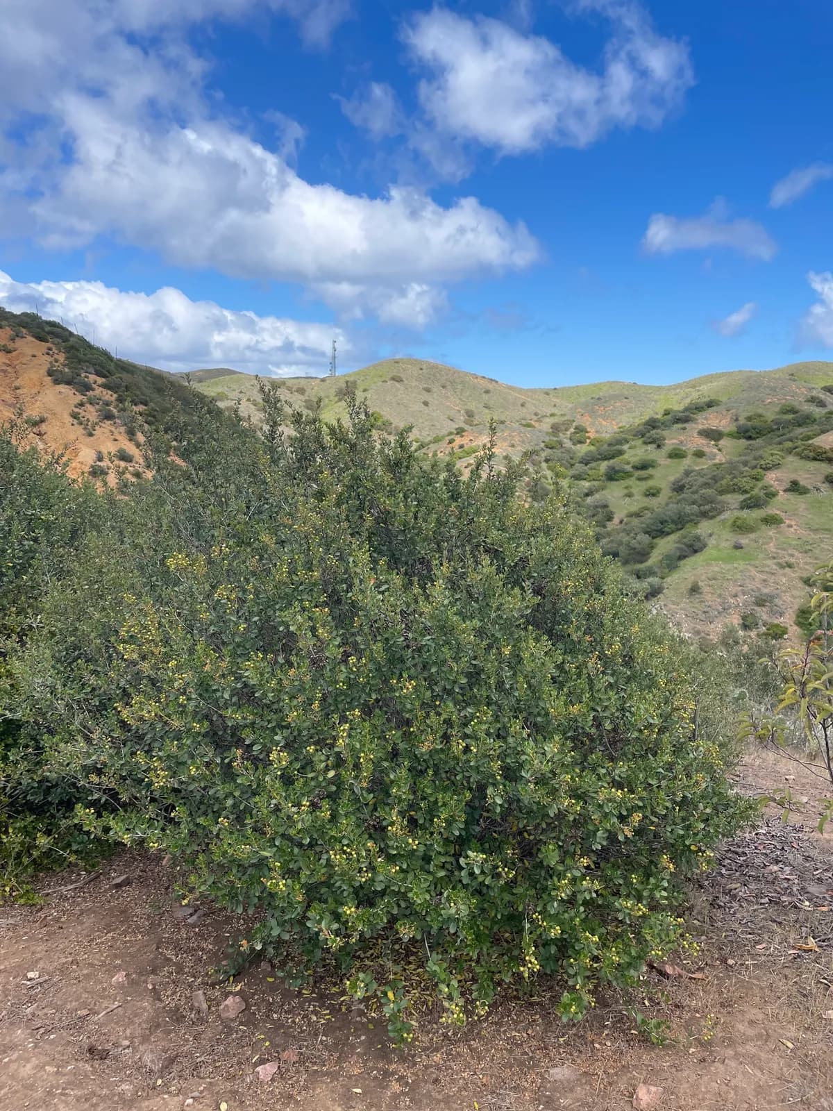 Bigpod Ceanothus (Ceanothus megacarpus)