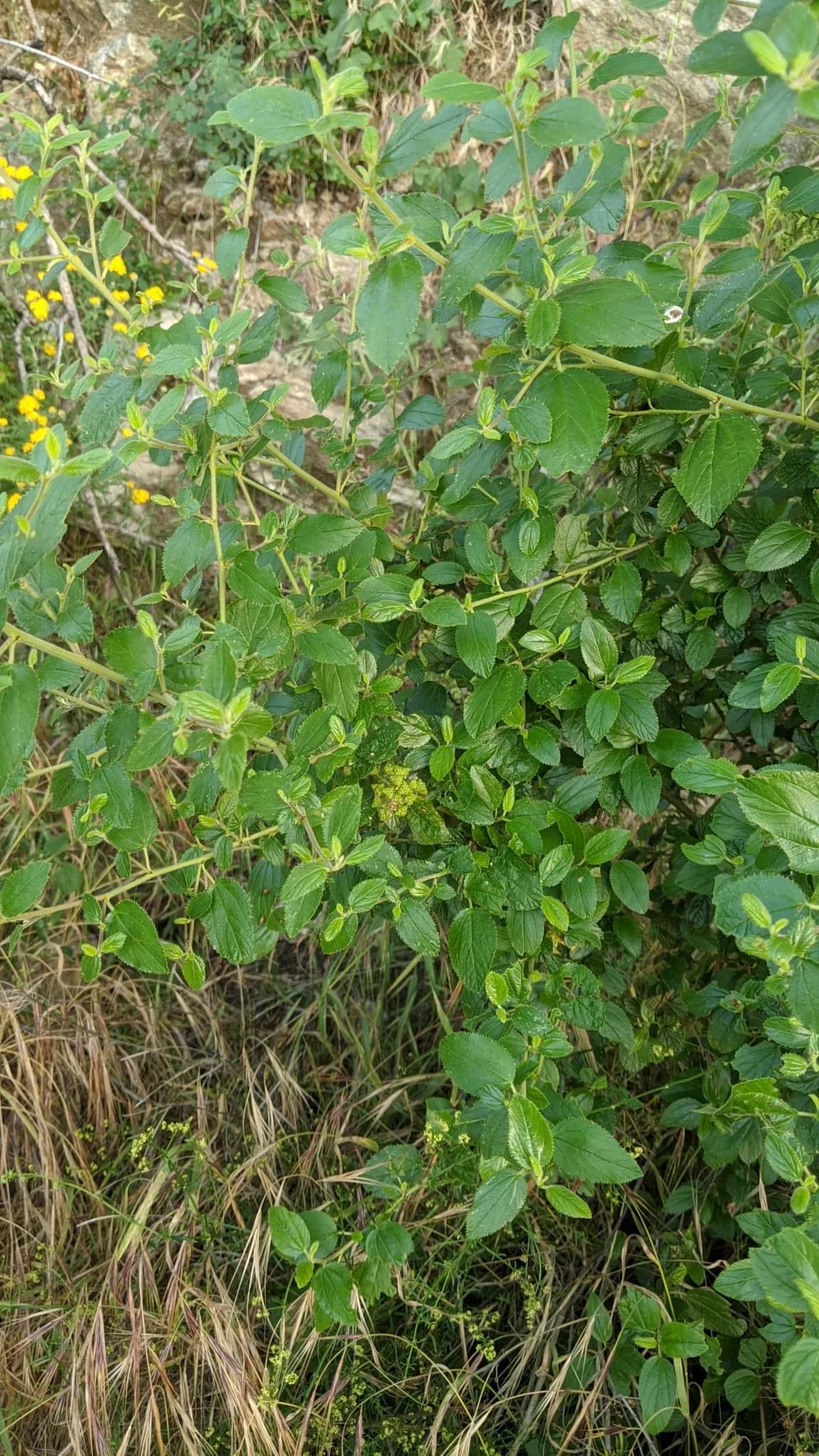Hairy Ceanothus (Ceanothus oliganthus)