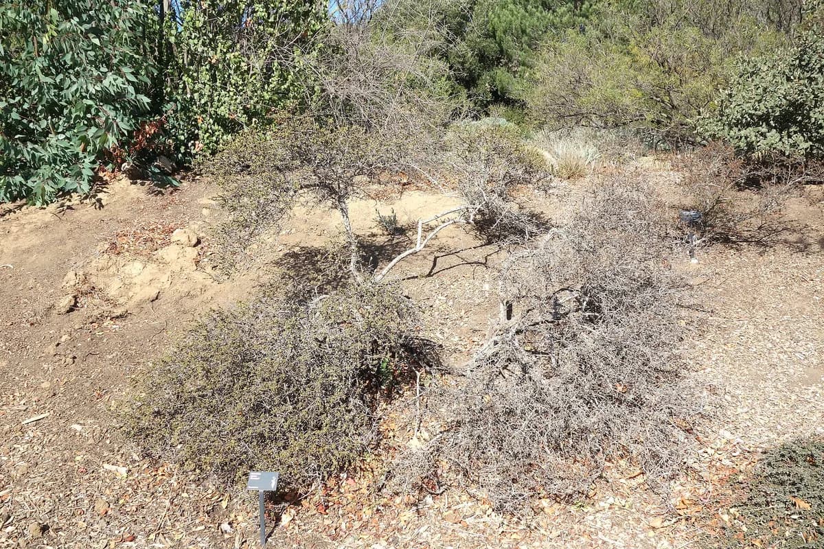 Fresno mat (Ceanothus rigidus)