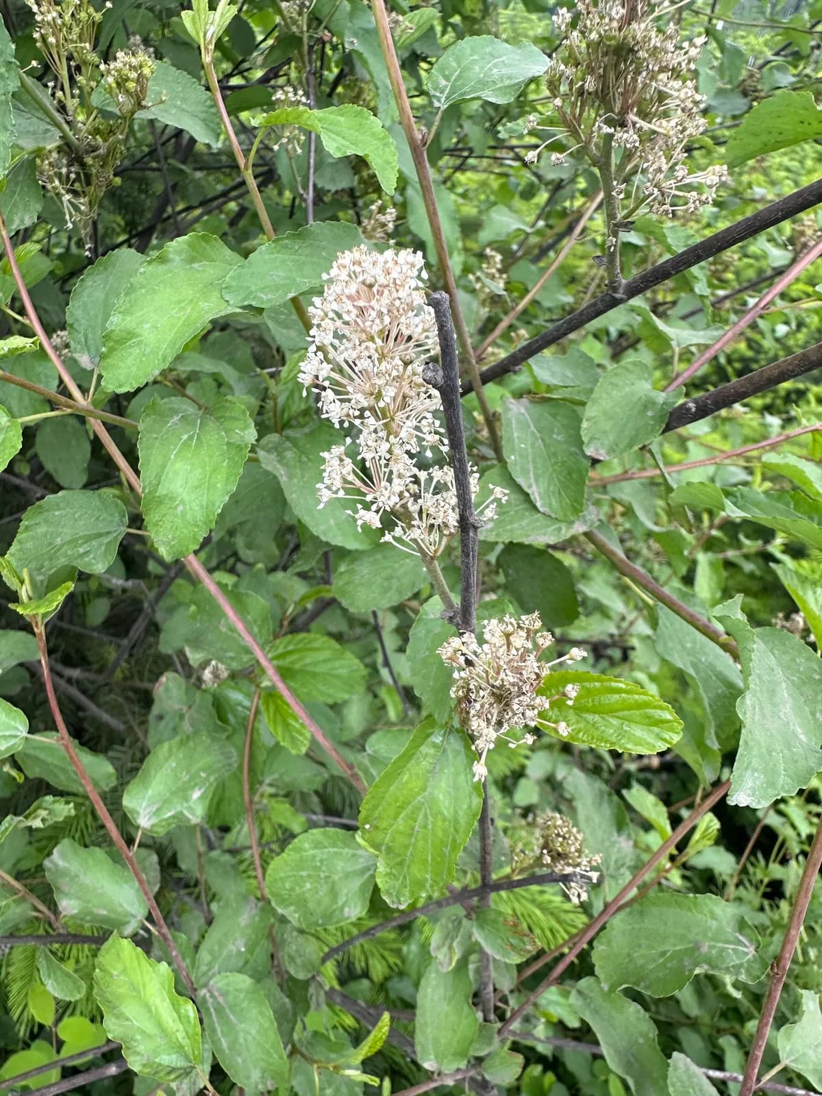 Teatree (Ceanothus sanguineus)