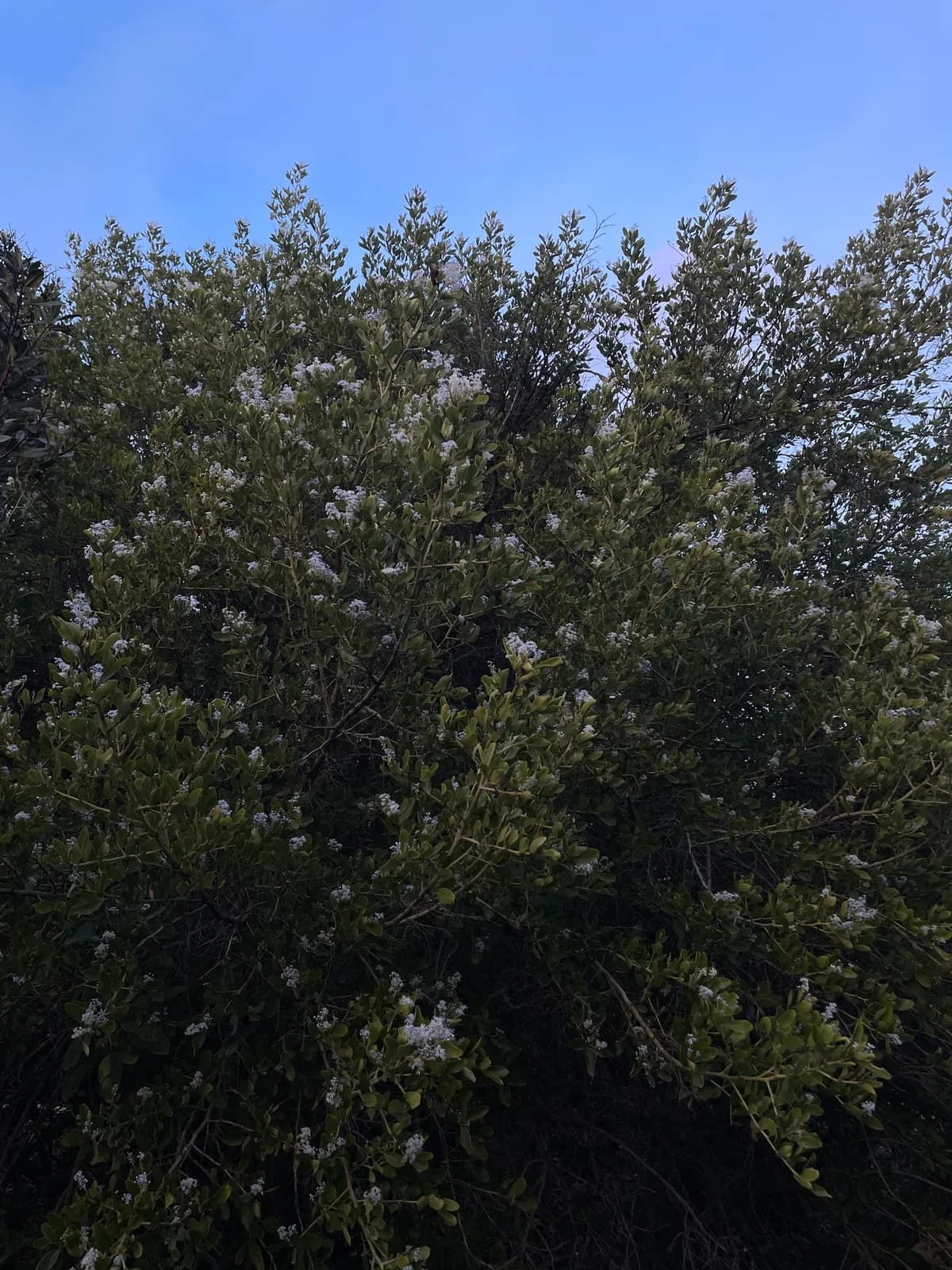 Greenbark ceanothus (Ceanothus spinosus)