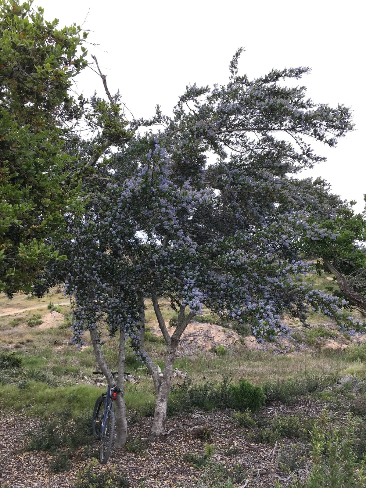 Blueblossom (Ceanothus thyrsiflorus)