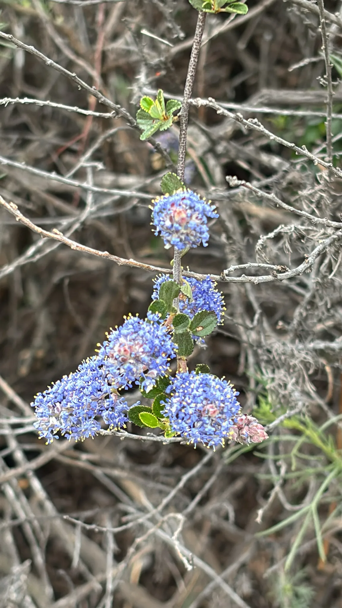 Woolyleaf ceanothus (Ceanothus tomentosus)