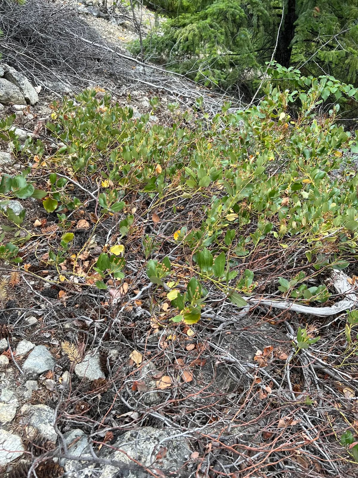 Snowbrush Ceanothus (Ceanothus velutinus)