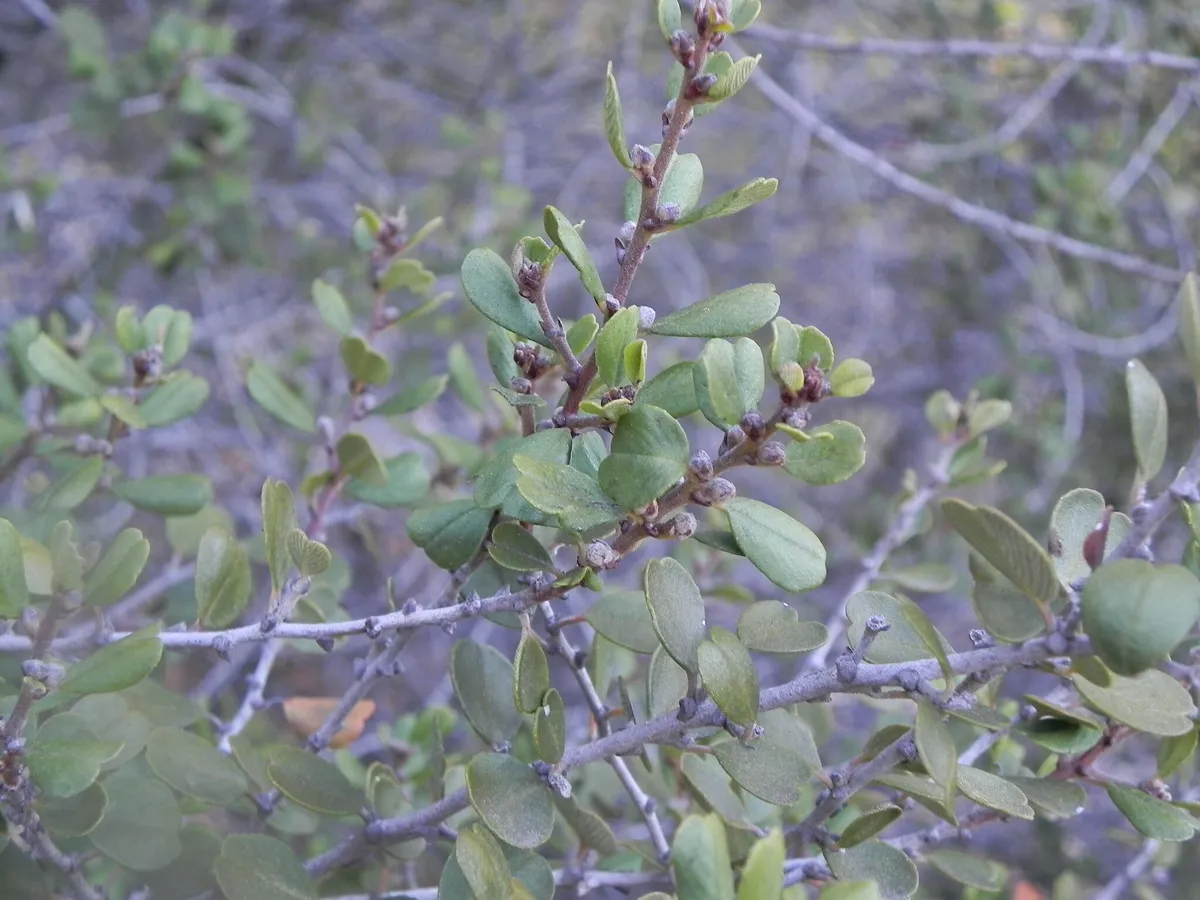 Barranca brush (Ceanothus verrucosus)