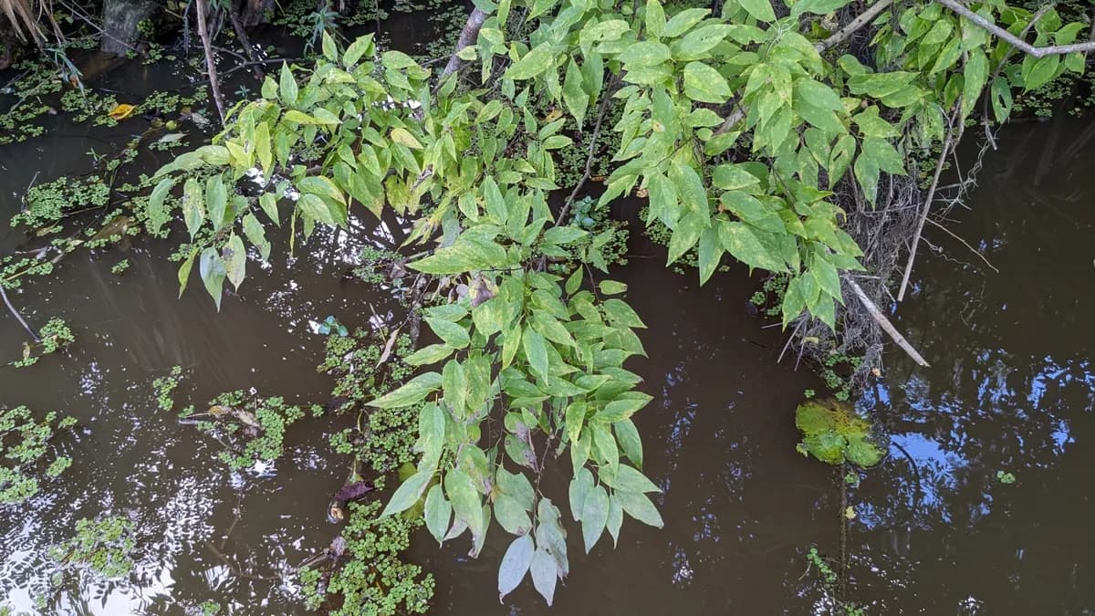 Sugar Hackberry (Celtis laevigata)