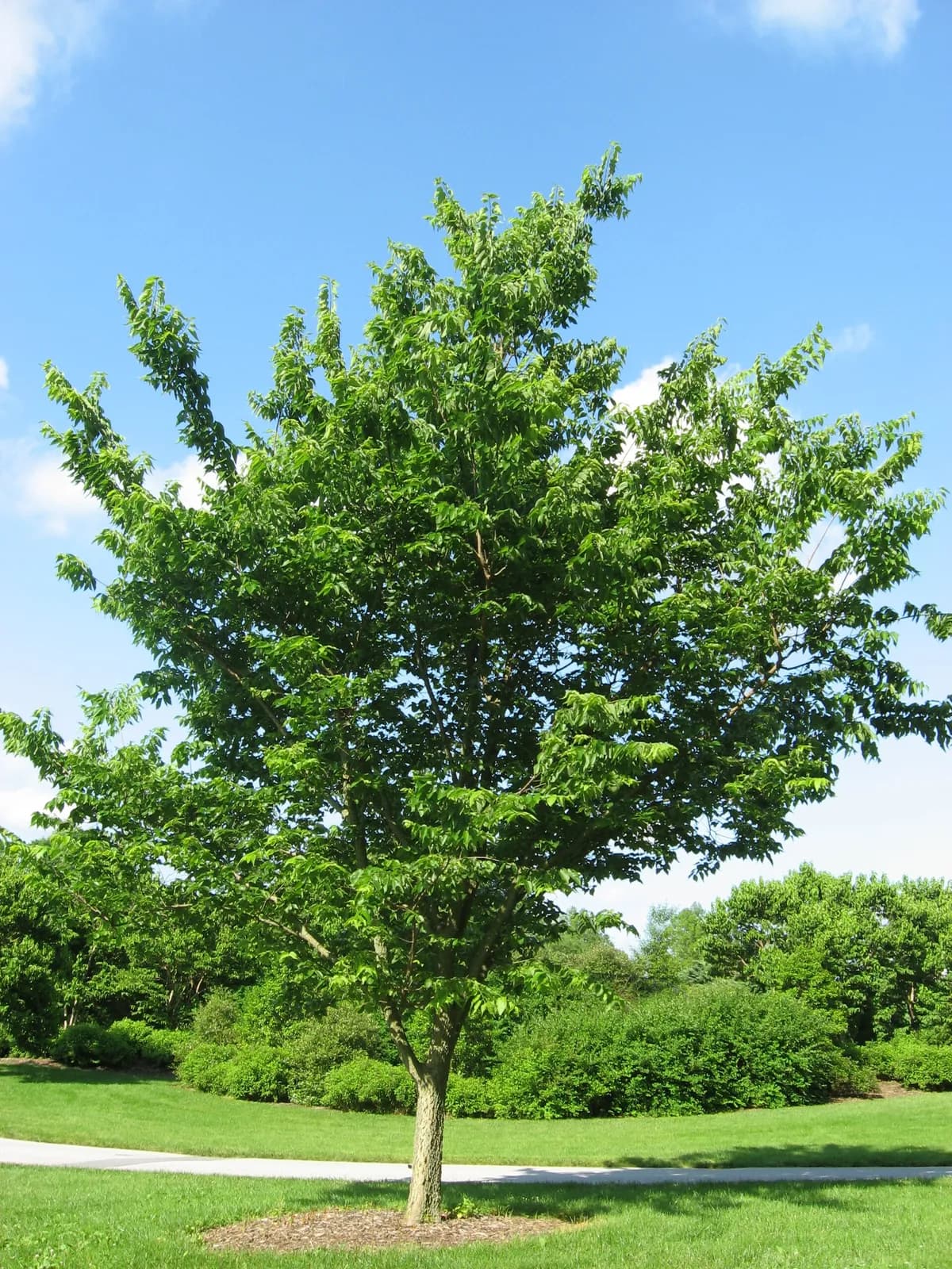 Northern Hackberry (Celtis occidentalis)
