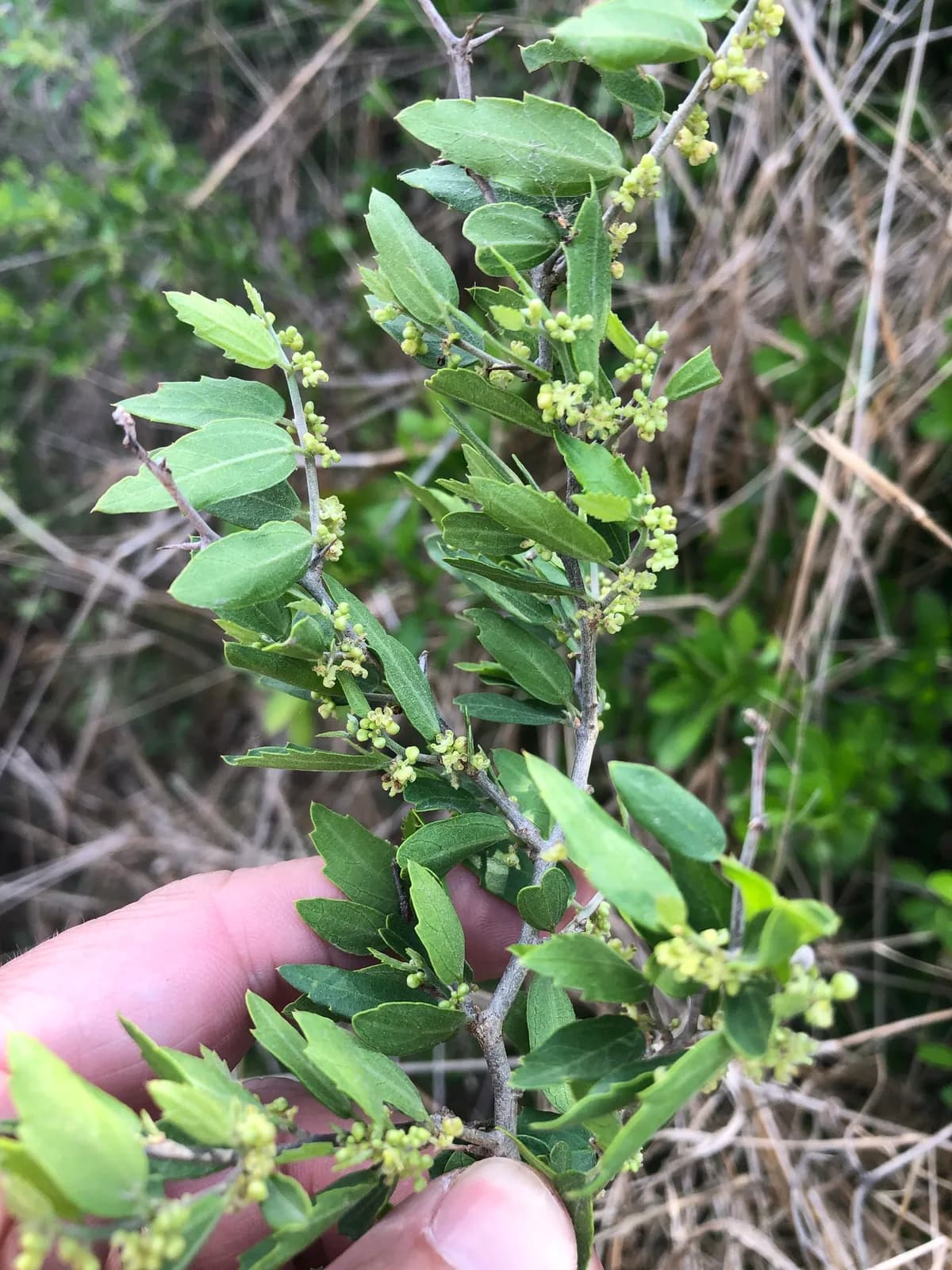 Spiny Hackberry (Celtis pallida)