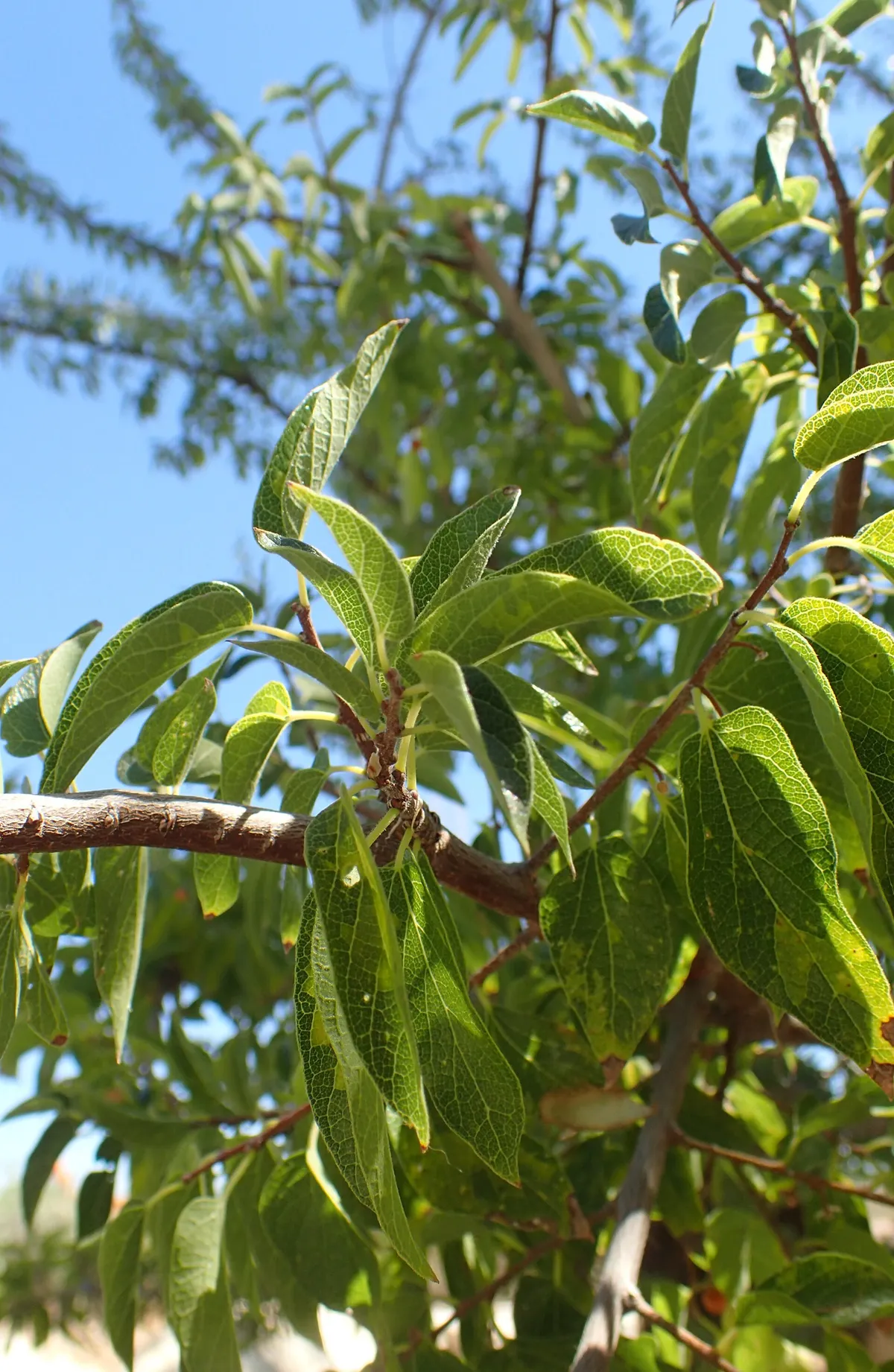 Netleaf Hackberry (Celtis reticulata)
