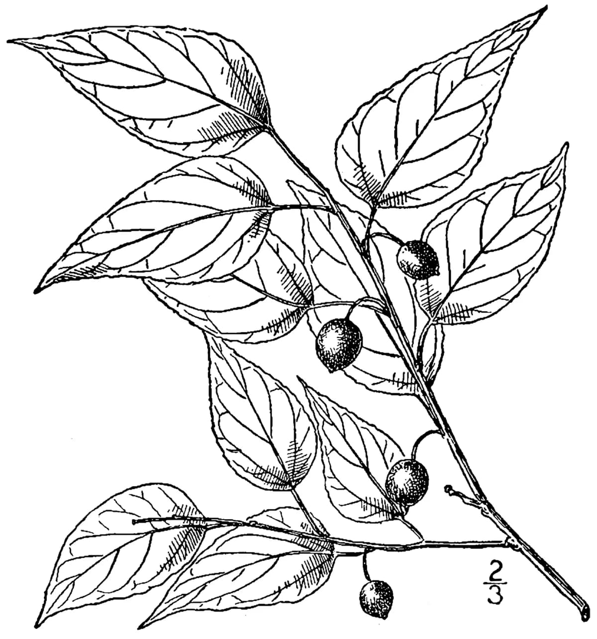 Dwarf Hackberry (Celtis tenuifolia)
