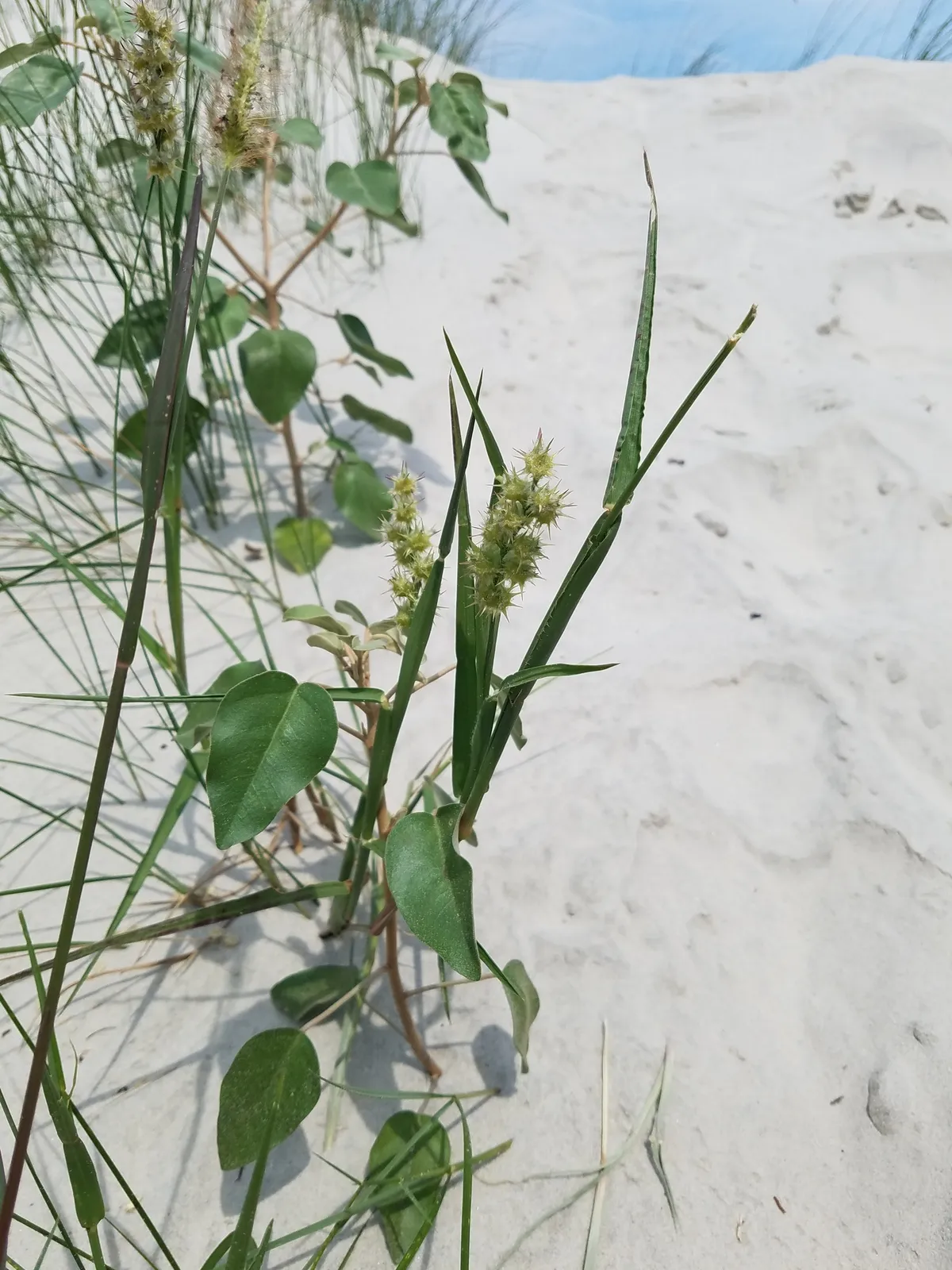 Dune Sandbur (Cenchrus tribuloides)
