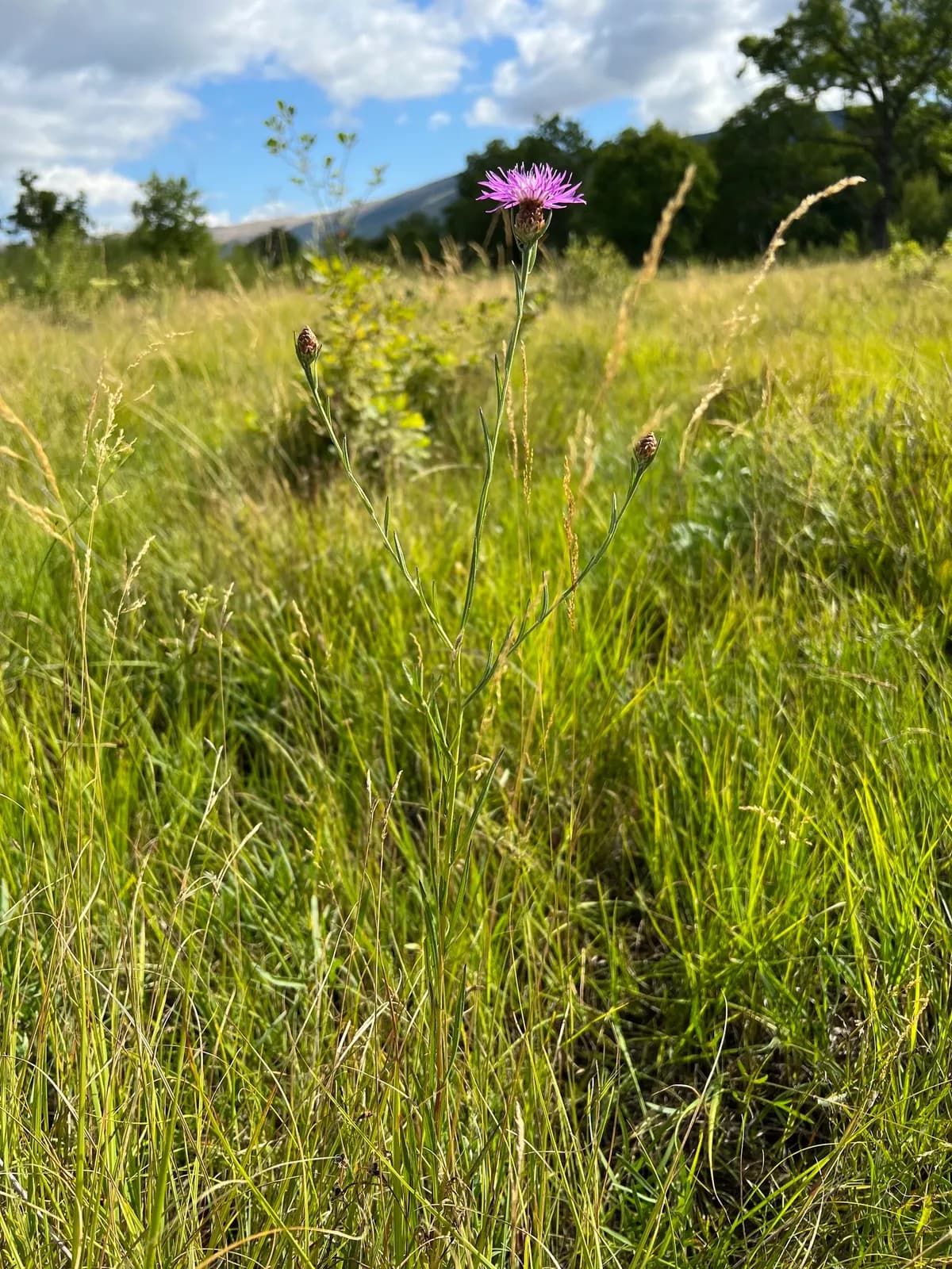 Brown Knapweed (Centaurea jacea)