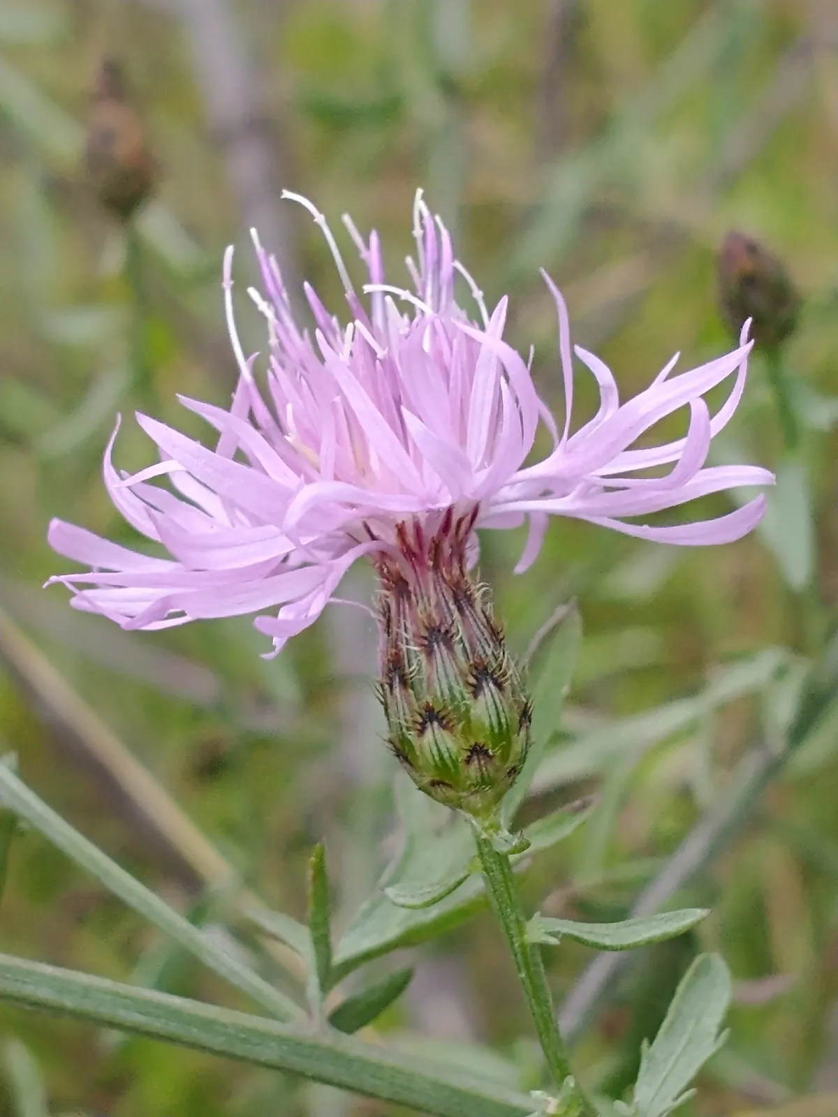 Spotted Knapweed (Centaurea stoebe)